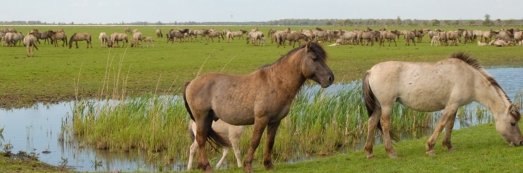 Przewalski horses